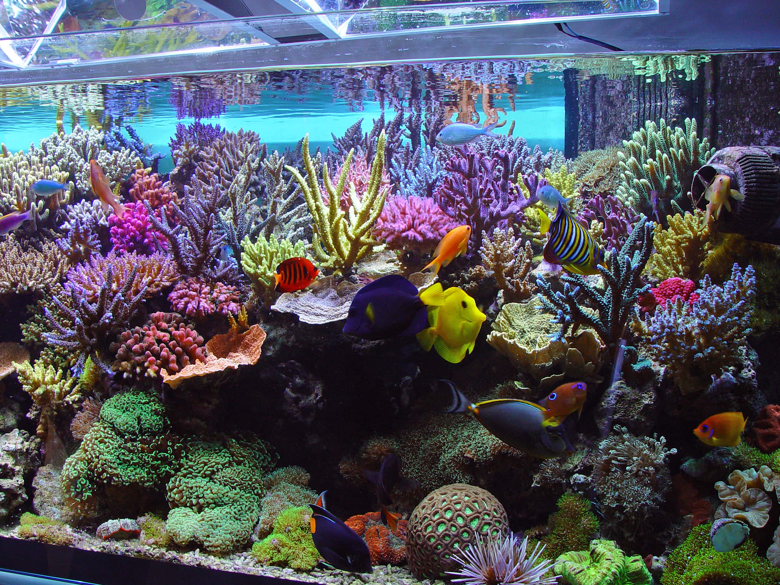 Sustainable Reef Tanks Beginners Education AlgaeBarn