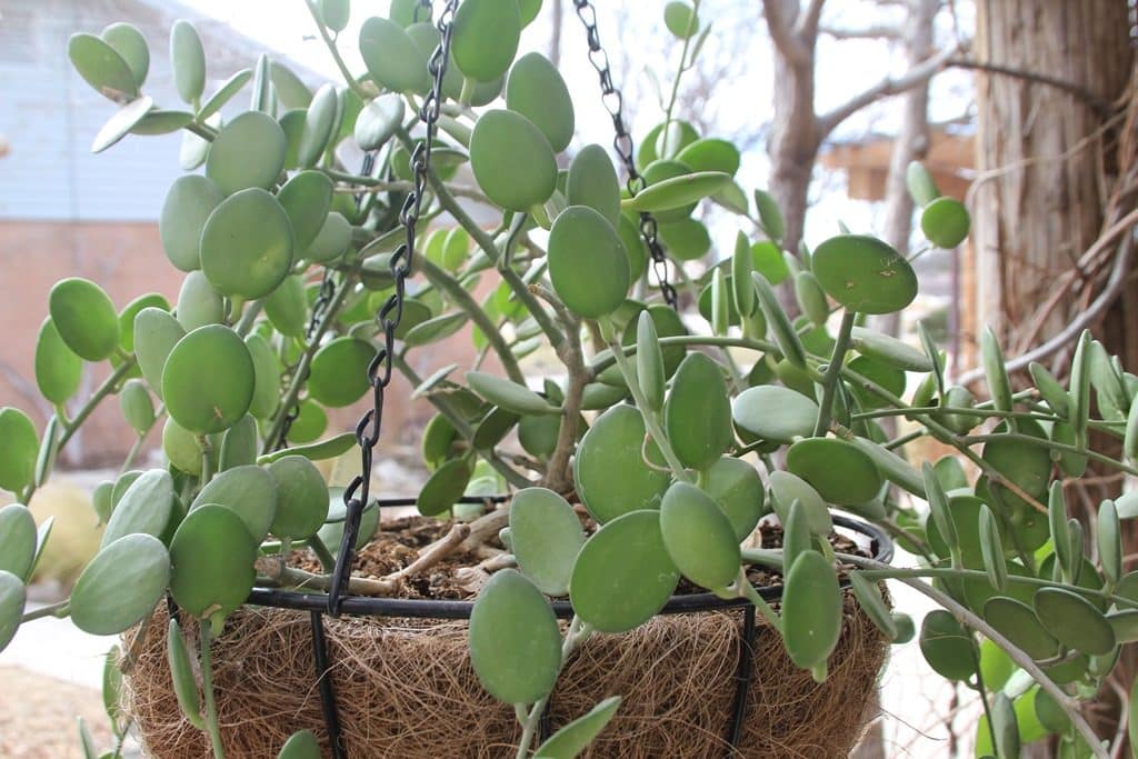 A Most Unusual Succulent Vine Alice Liles