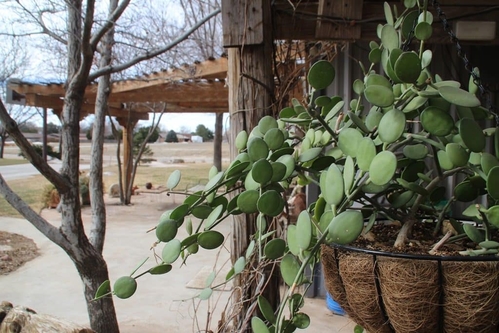 A Most Unusual Succulent Vine Alice Liles