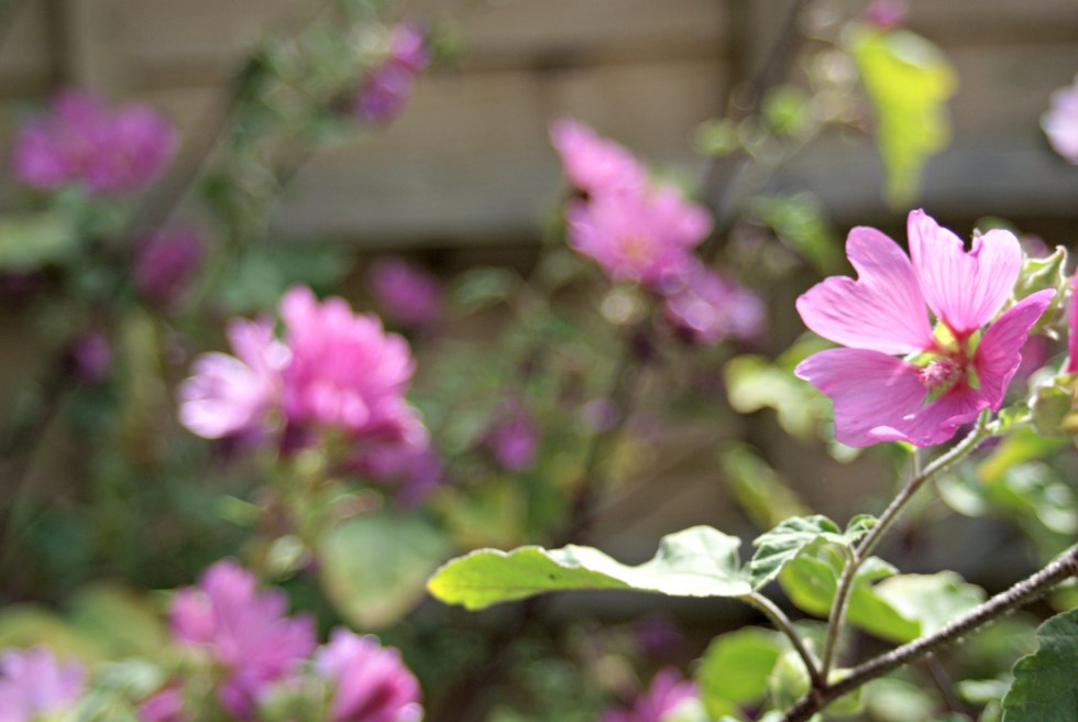 SONY DSC