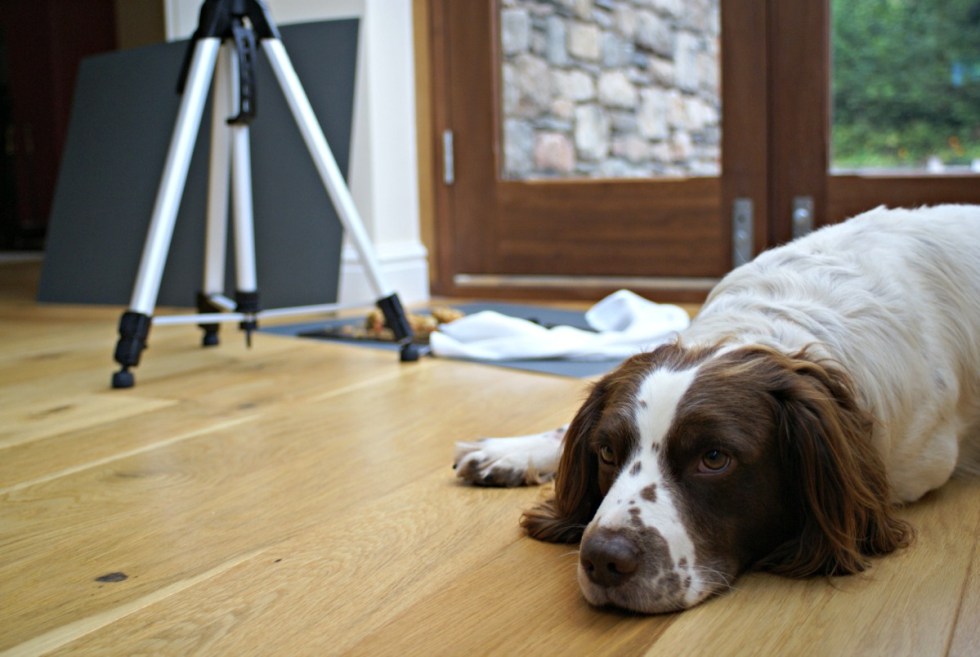 bloggers with dogs