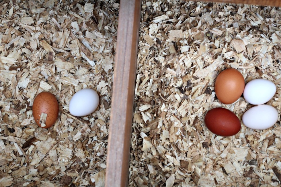 eggs laid
