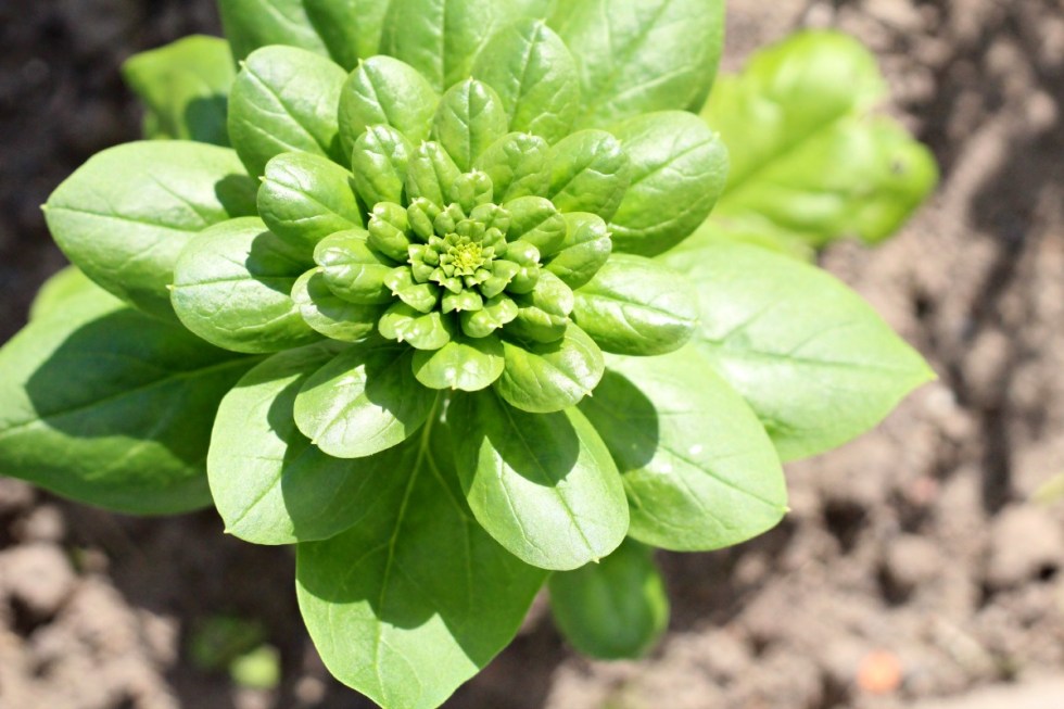 spinach