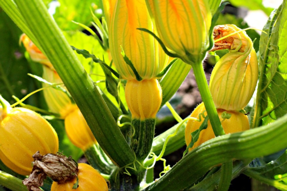 summer ball yellow round courgette