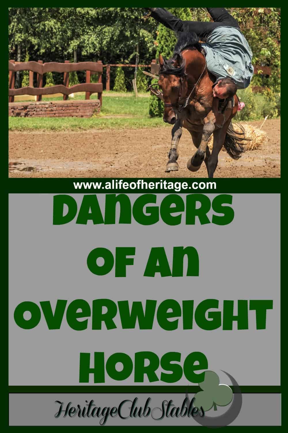 Dangers of an Overweight Horse Take This Seriously!