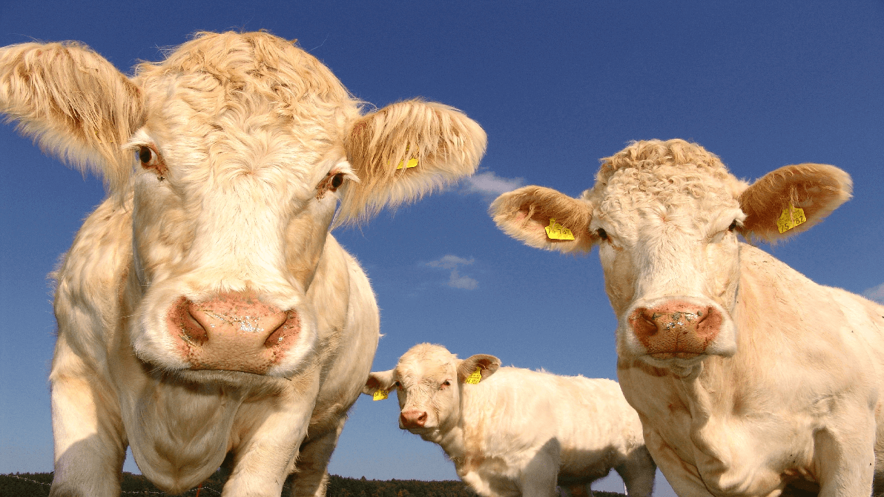 Livestock Dealer Insurance Coverage ALIGNED Insurance