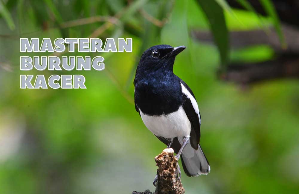 √ Download Suara Masteran Burung Kacer MP3 Durasi Lama