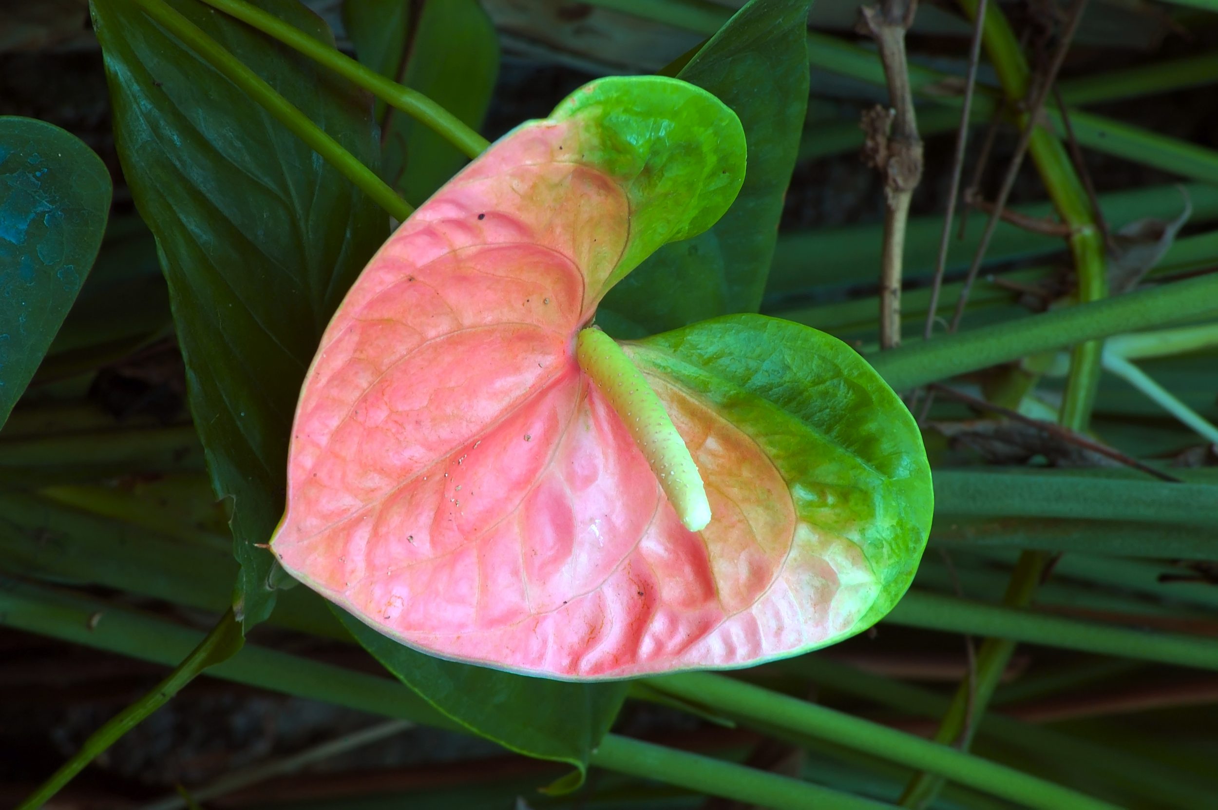 Rainbow Anthurium Flower Large Two Color Heart Shaped Flowers