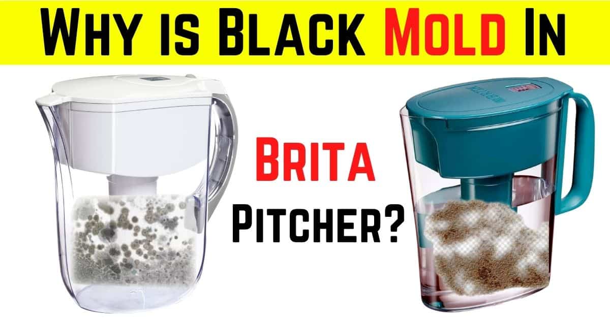 Why is Black Mold In Brita Pitcher? And how to Prevent Mold and Mildew!