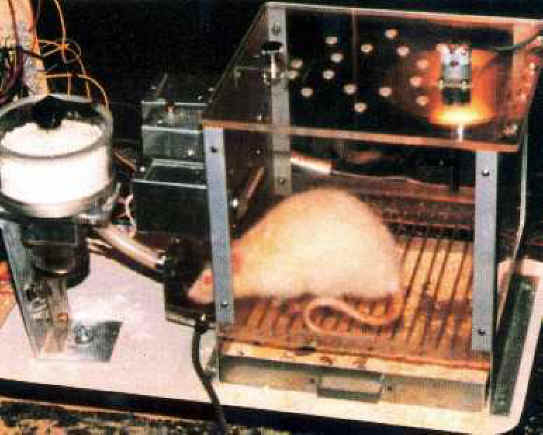 Mice and Rats Research 04 Animal Exploitation Photo Journal and