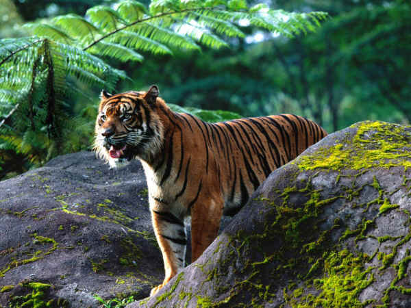 Sumantra Tiger Habitat Destroyed by Illegal Deforestation