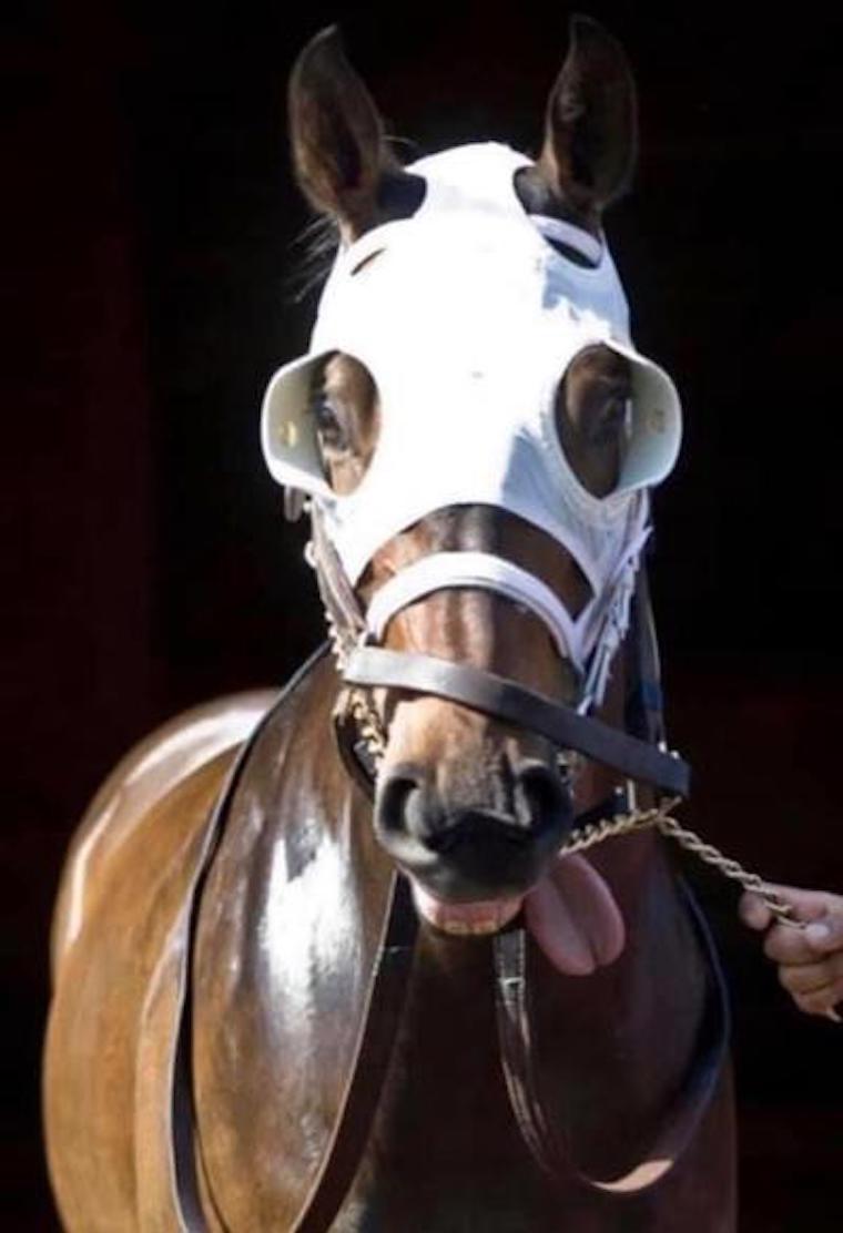 Former Breeder/Owner on Horse Racing's Tools of Cruelty