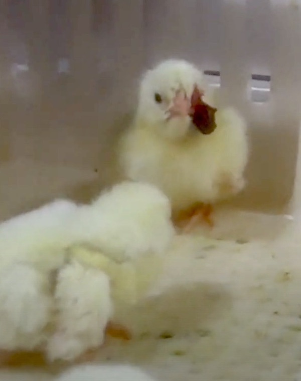 Chicks Mangled, Gassed and Ground up Alive at Major Chicken Hatchery