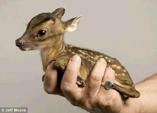 Rupert, A Very Tiny Deer