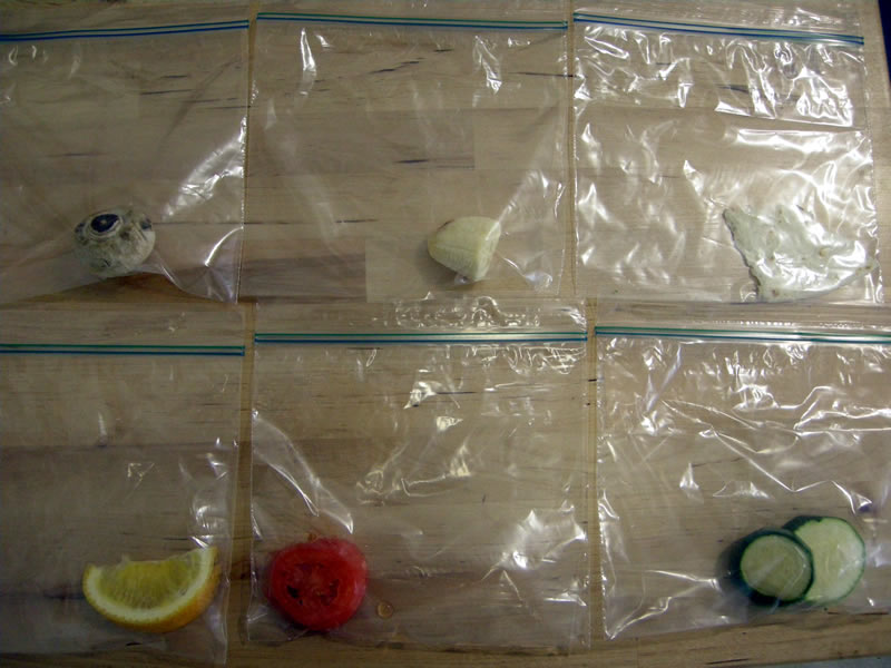 Growing Mold | Complete Science Fair Projects & STEM Projects