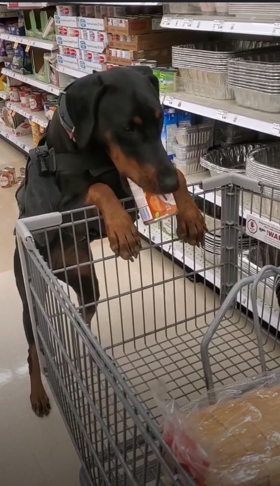 Owner Trained Service Dog All 4 Paws Training, LLC