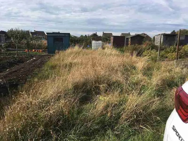 How to Clear an Overgrown Allotment FAST! All About Allotments