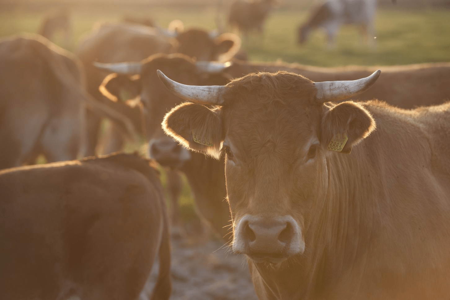 Distillers grains with calcium oxide improve cattle diets All About Feed