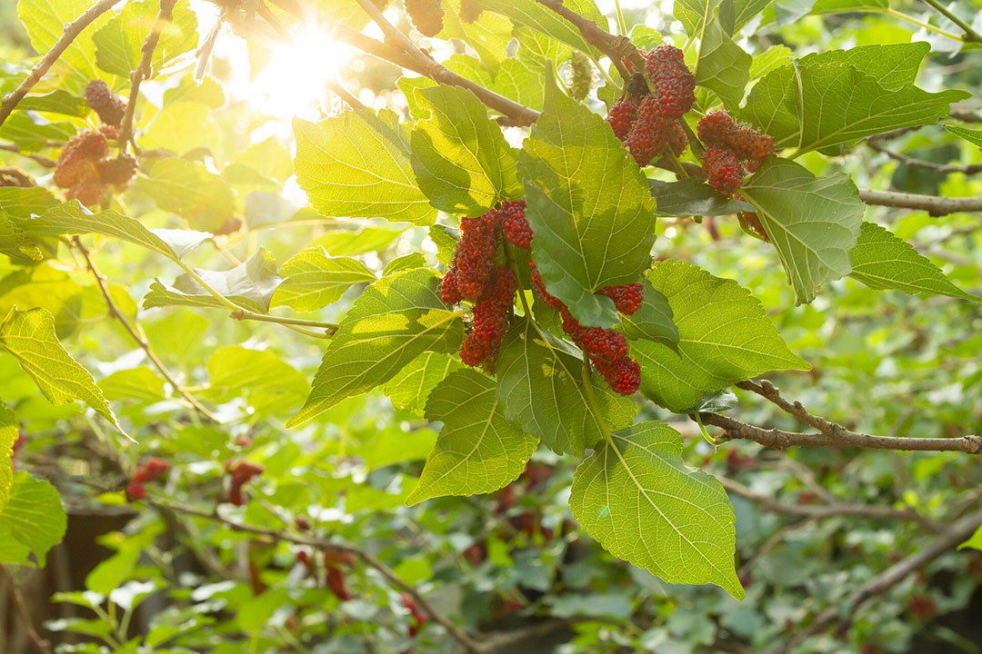 mulberry tree leaves drying Dong Wentz
