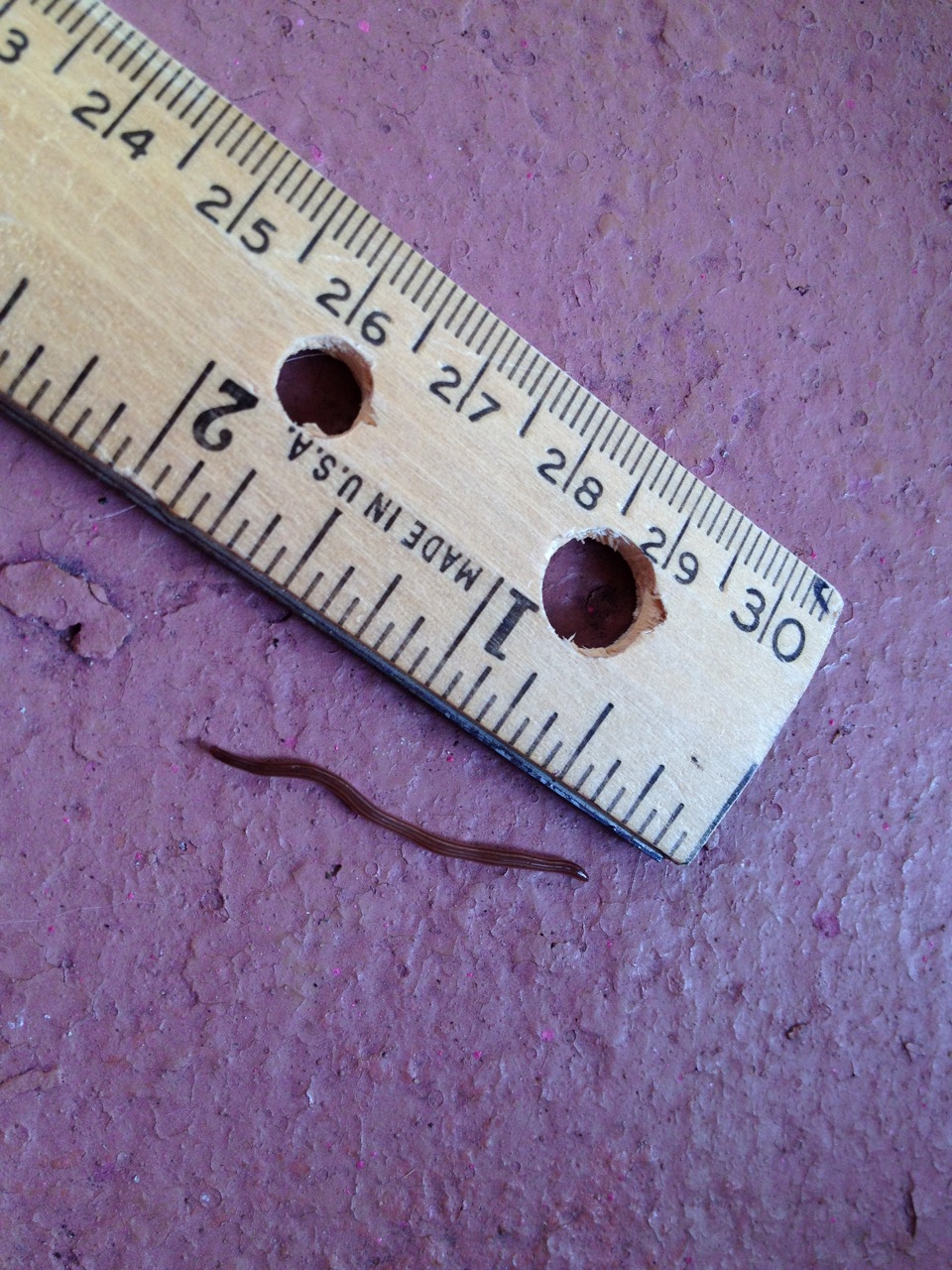 All About Worms Skinny Worms on the Patio » All About Worms