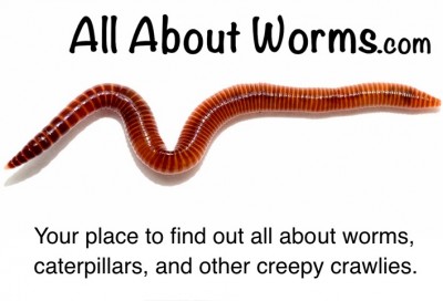 Can worms see and how? - All About Worms