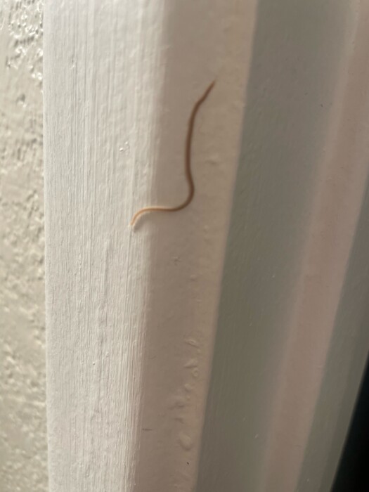 Skinny Worms with Antennae Crawling Up Walls are Actually Centipedes
