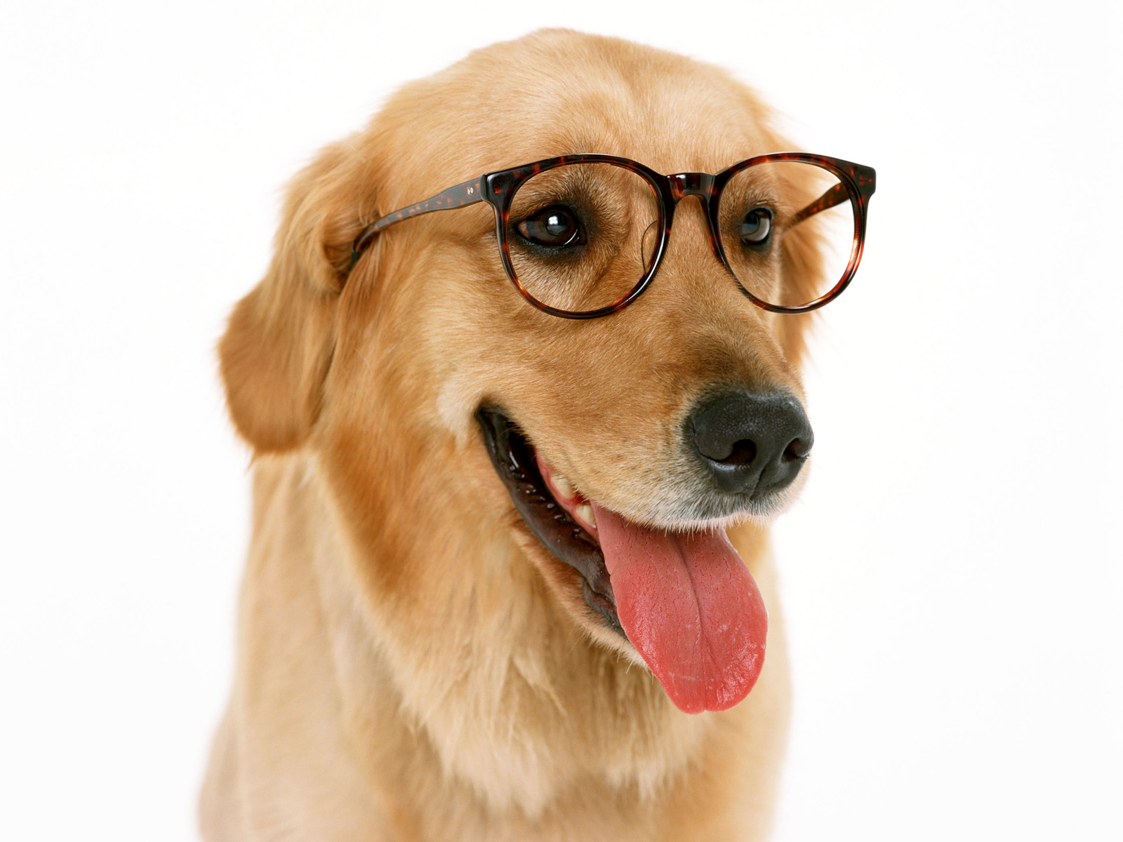 Pet Friendly Luxury Buildings Boston Apartments