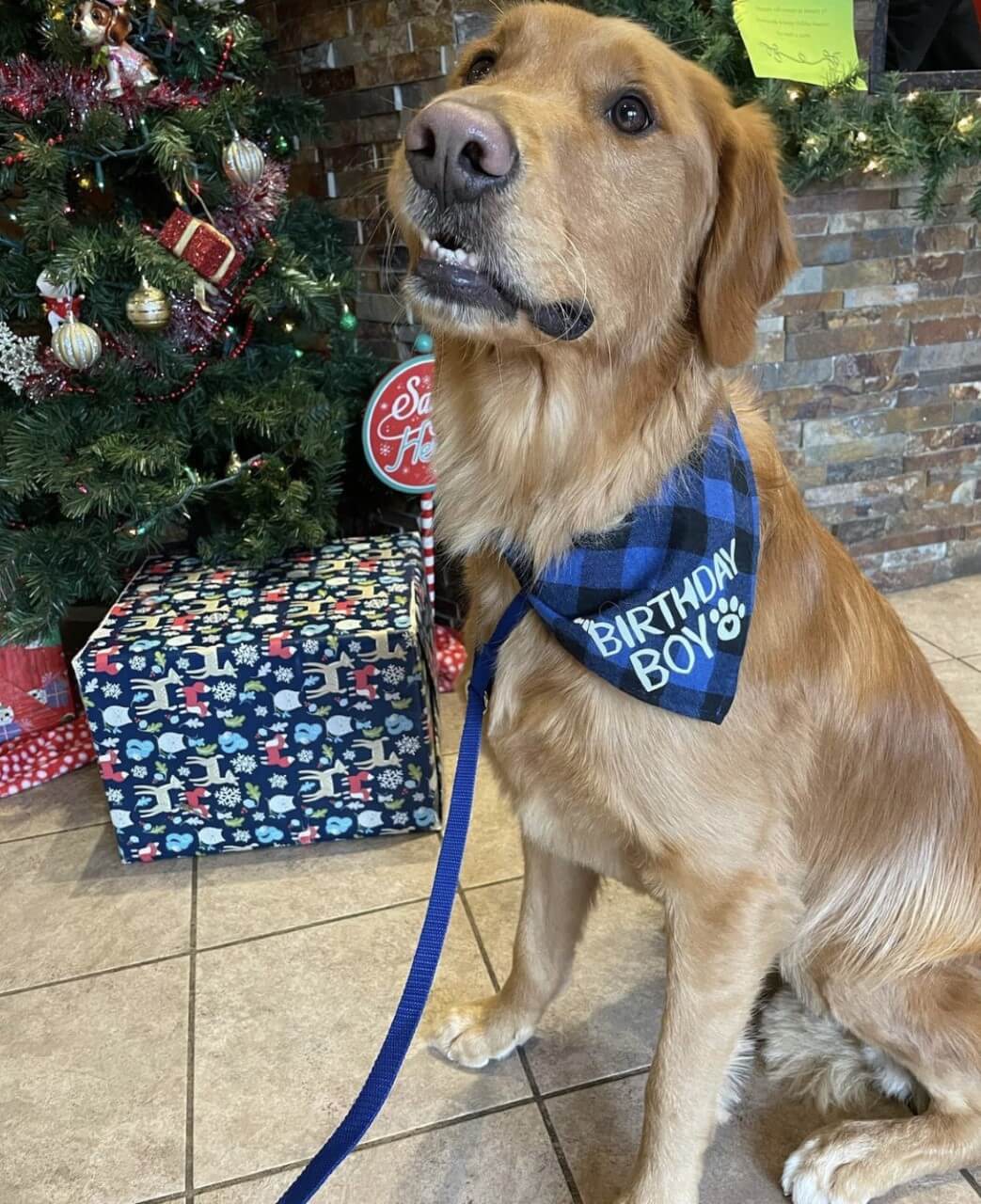 Photo Gallery All American Pet Resorts North Brunswick