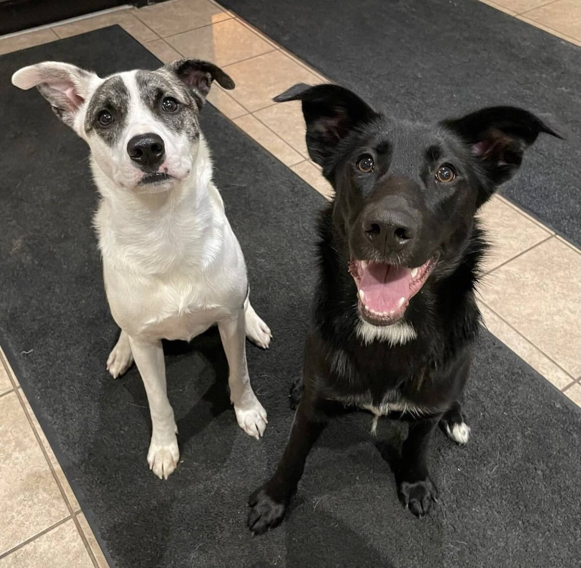 Photo Gallery All American Pet Resorts North Brunswick