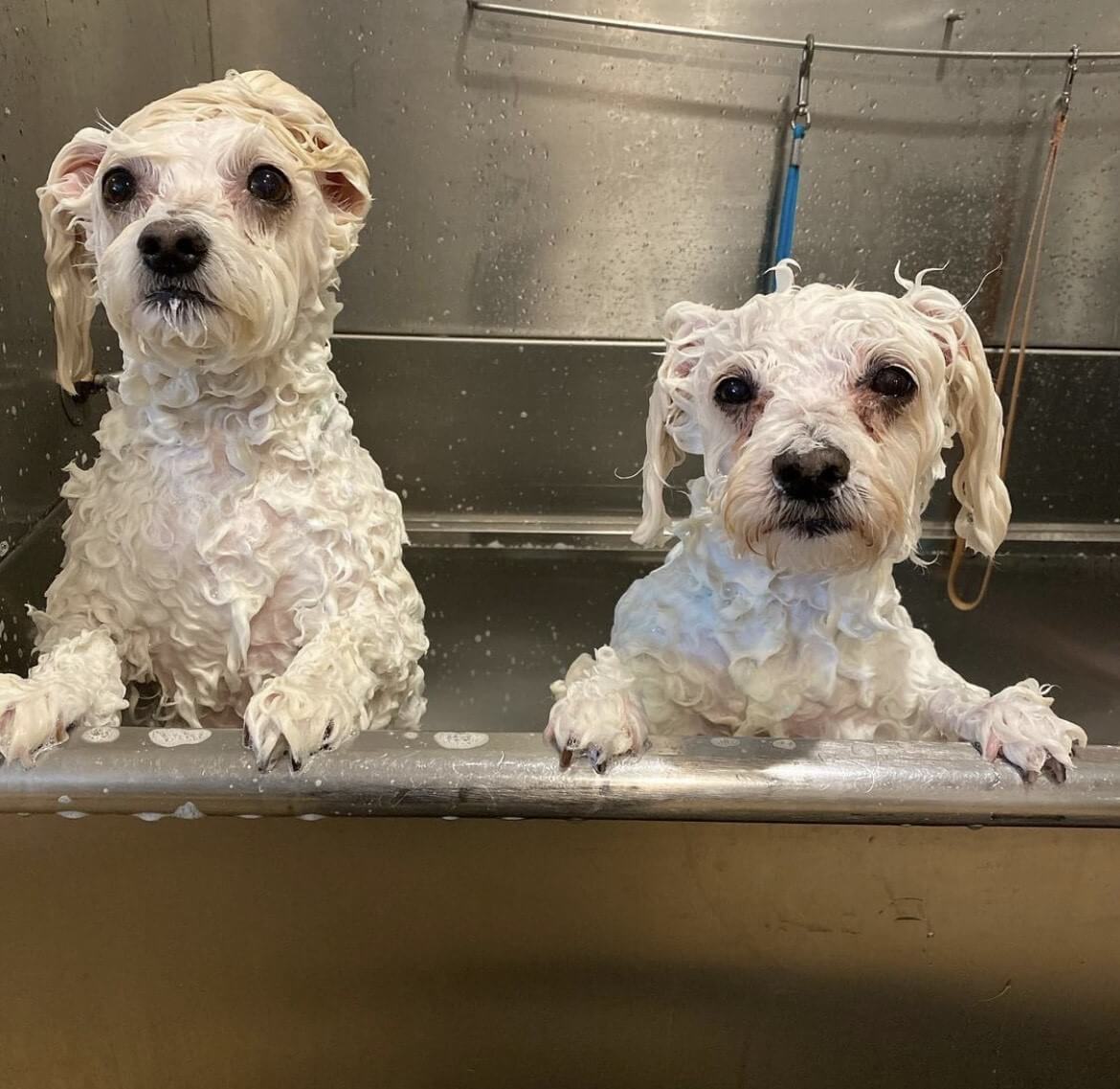 Photo Gallery All American Pet Resorts North Brunswick