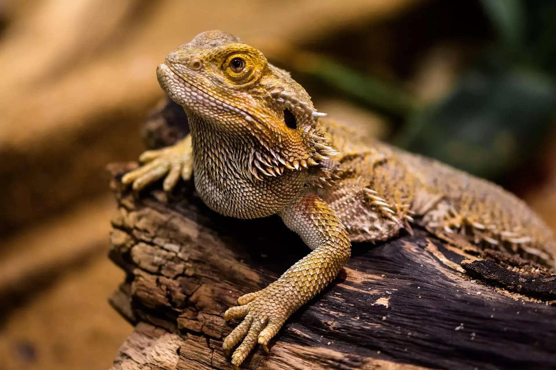 Caring for Bearded Dragons All Animals Veterinary Hospital