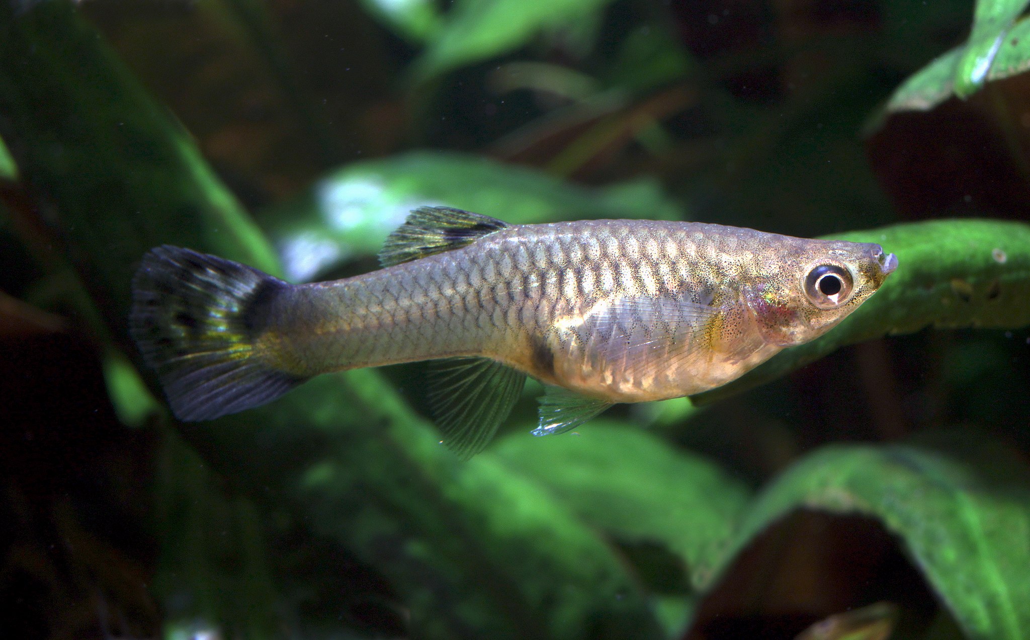 Can Guppies Live with Angelfish?