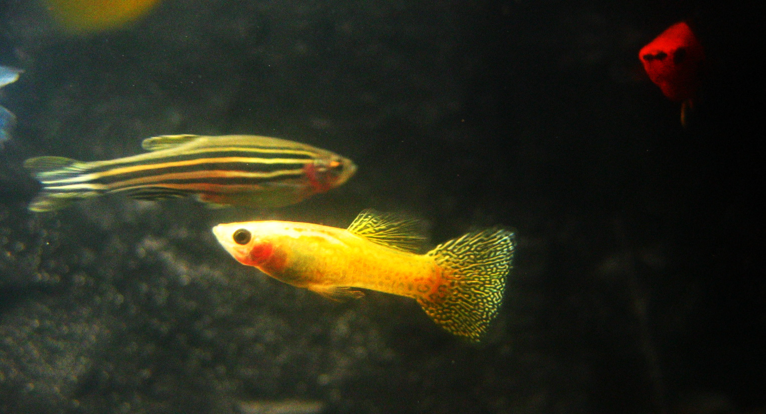 Keeping Zebra Danios and Guppies Together