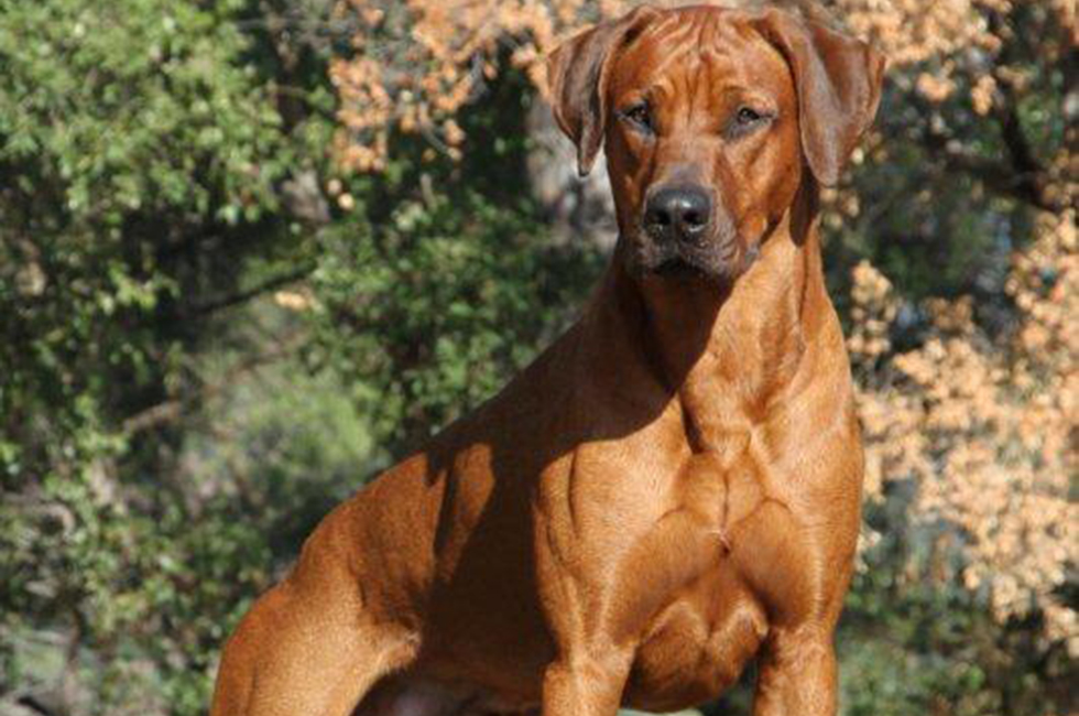 Rhodesian Ridgeback All Big Dog Breeds