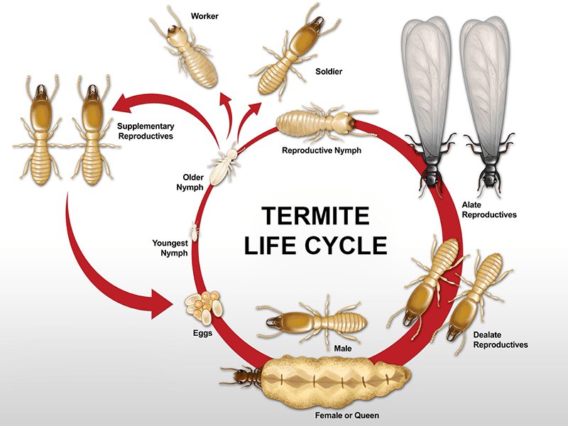 Termite Control and Management Services Brisbane All Bugs