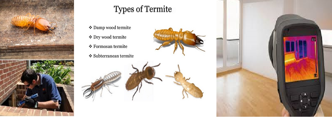 Thermal Imaging Cameras Are Australian Standard All Bugs