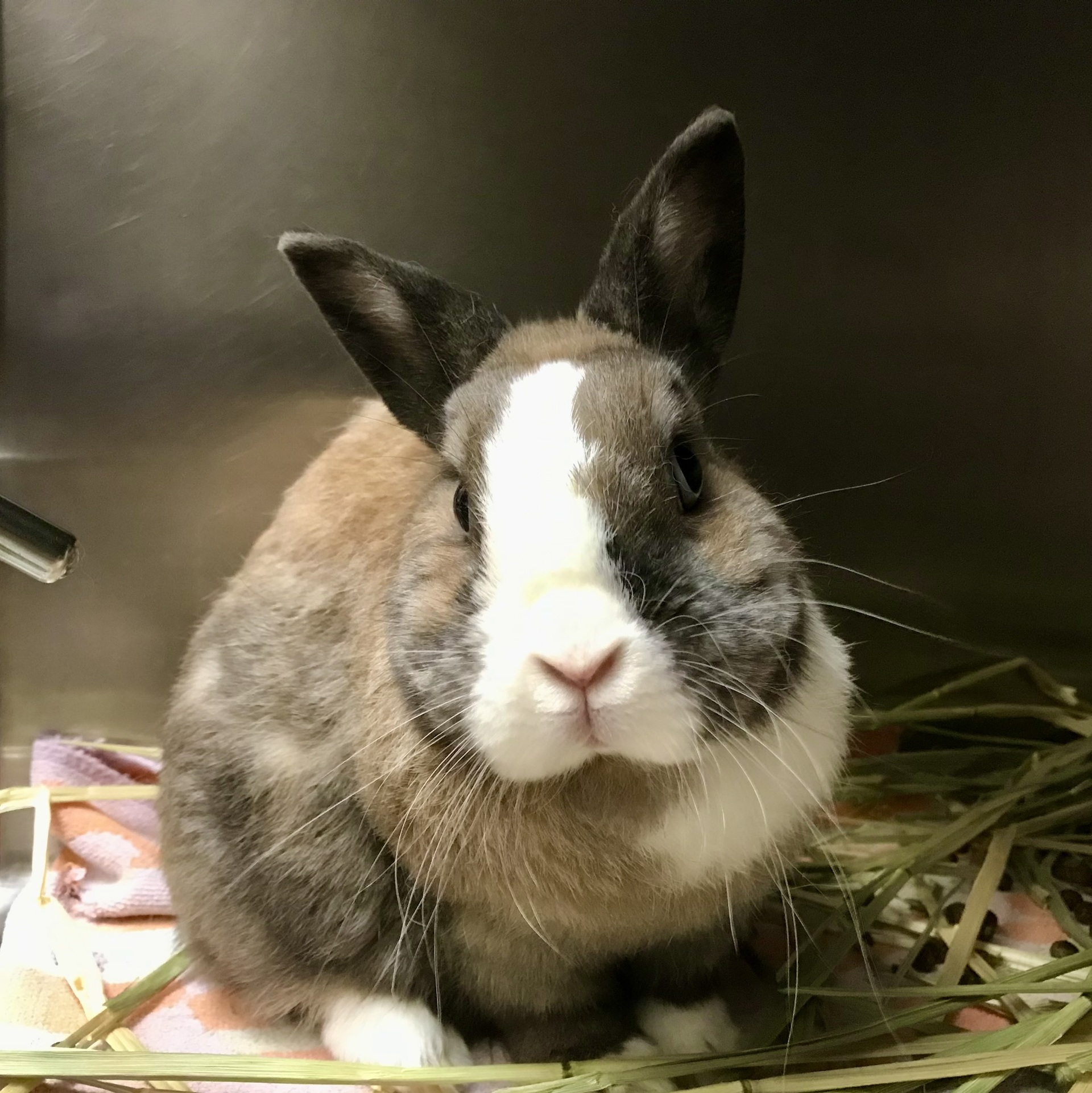 All Creatures Animal Hospital PetCentric