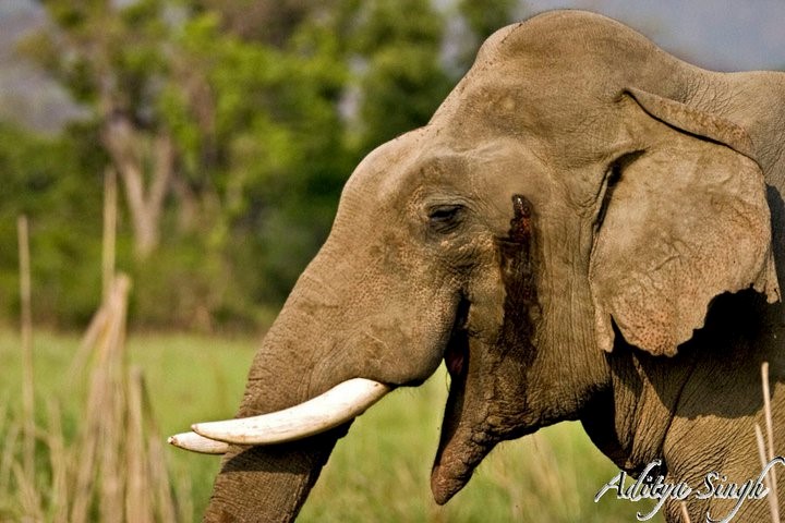 Musth All Creatures Podcast