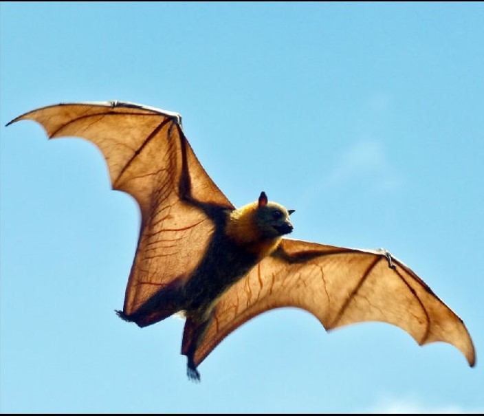 In Flight bat All Creatures Podcast