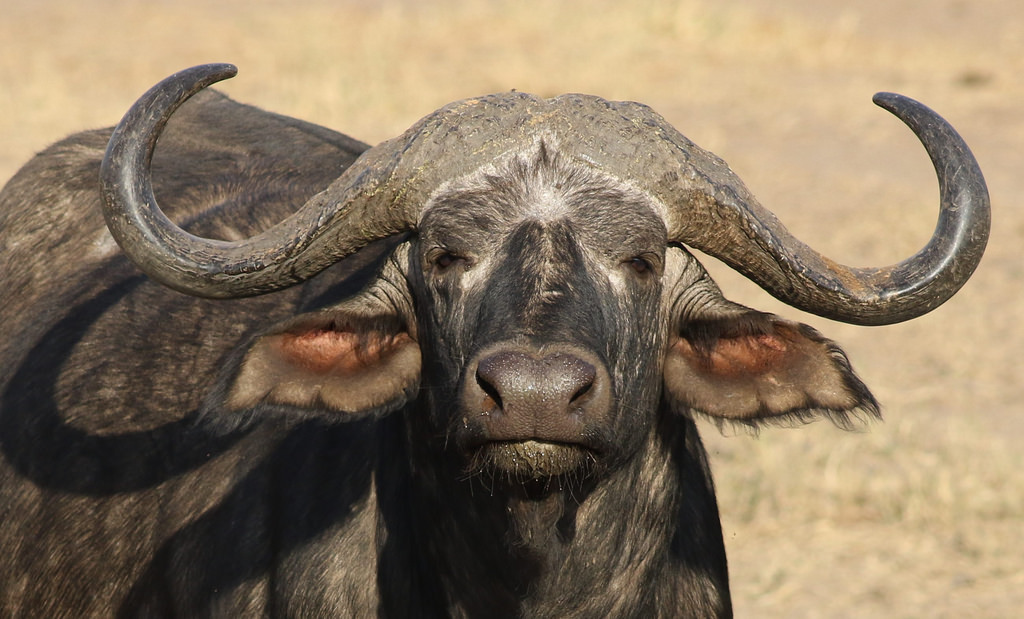 Episode 40 Hooked on Cape Buffalo All Creatures Podcast
