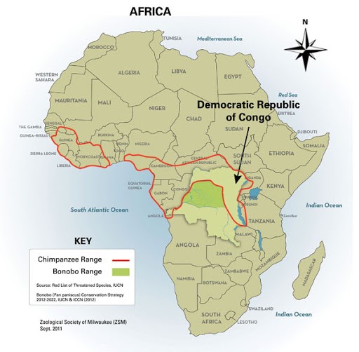 Episode 155 Bonobos Bonanza All Creatures Podcast