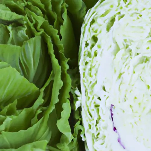 Differences between Lettuce and Cabbage All Difference Between