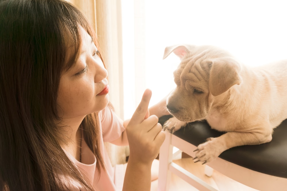 4 Easy and Essential Puppy Training Classes All Doggos