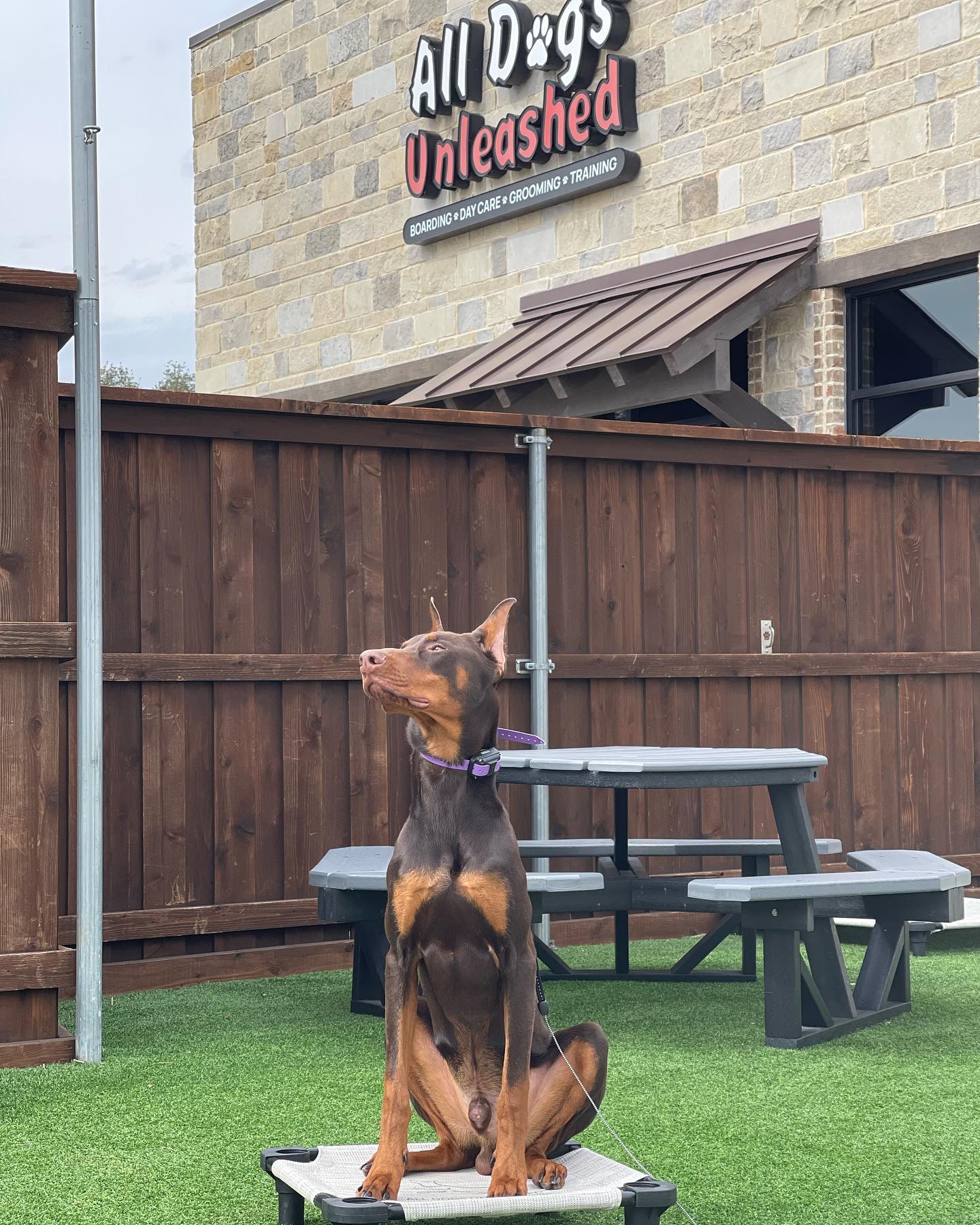 How Much Does Boarding Dogs Cost
