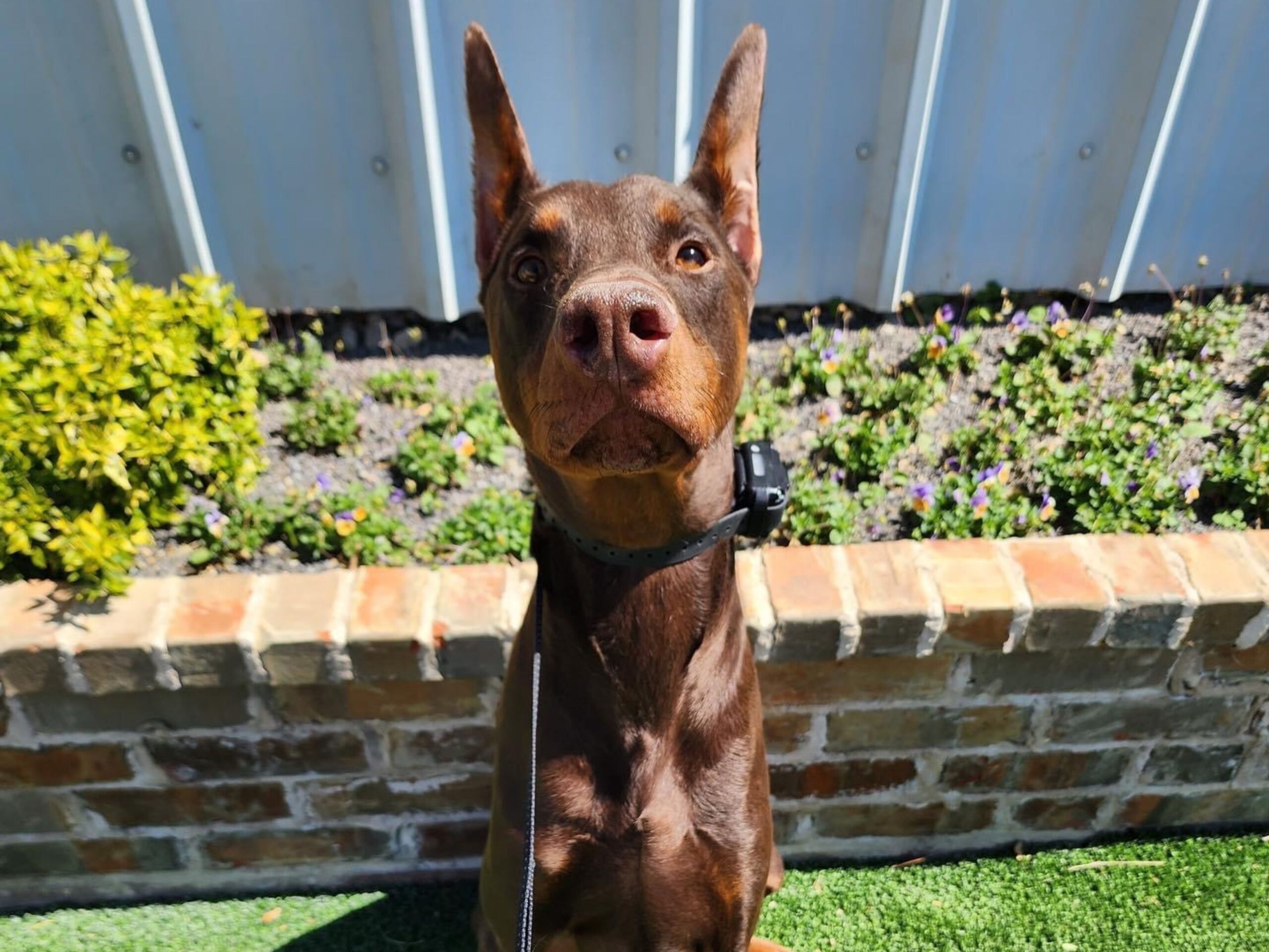 K9 Training in Dallas All Dogs Unleashed Dallas