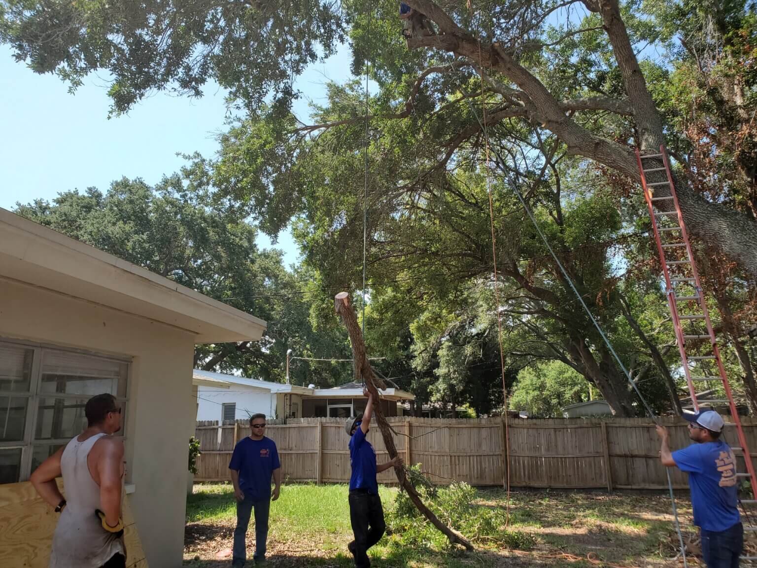 Tree Service Clearwater FL Tree Removal Clearwater Allen's Tree Work