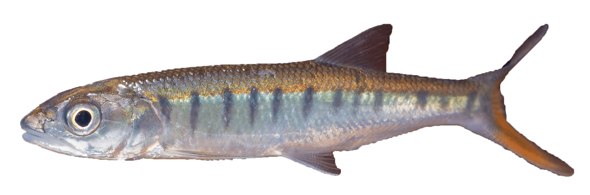 Fish Sale Allen Soil and Water Conservation District