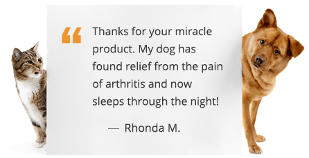 Natural Medicine for Dog and Cat Seasonal Skin Allergies