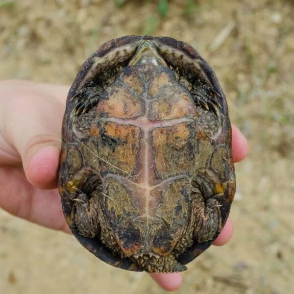 Common Musk Turtle For Sale Adopt Common Musk Turtle