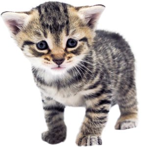 Newborn Kitten Progression & Cat Age Chart With Pictures | Alley Cat Allies
